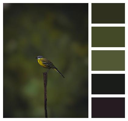 Western Yellow Wagtail Bird Ornithology Image